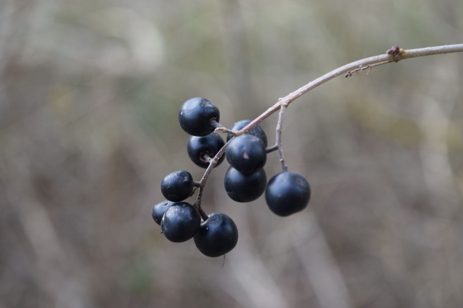 Nikon D3300 sample photo. Black, berry, branch photography