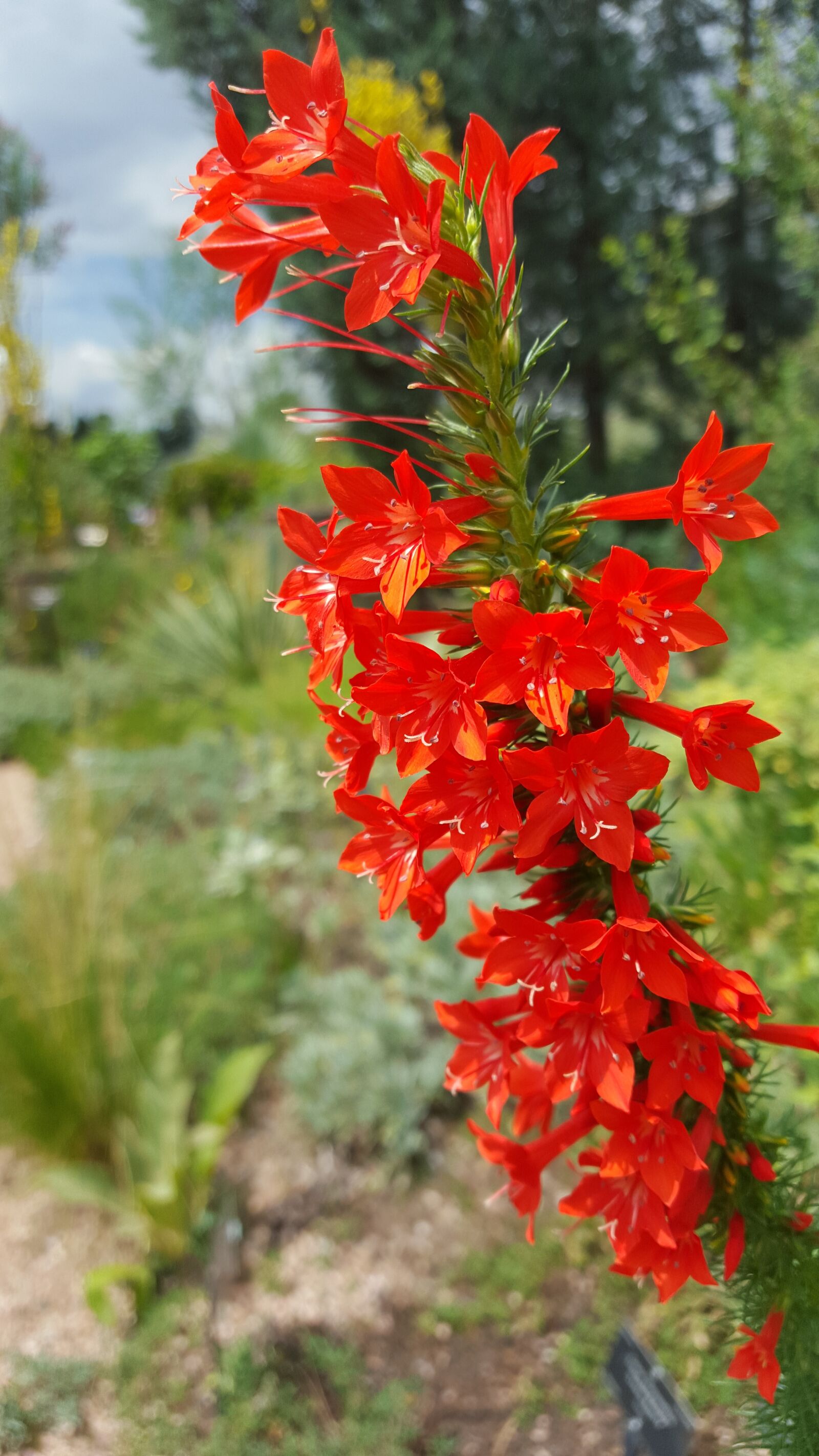 Samsung Galaxy S6 sample photo. Standing cypress, ipomopsis rubra photography