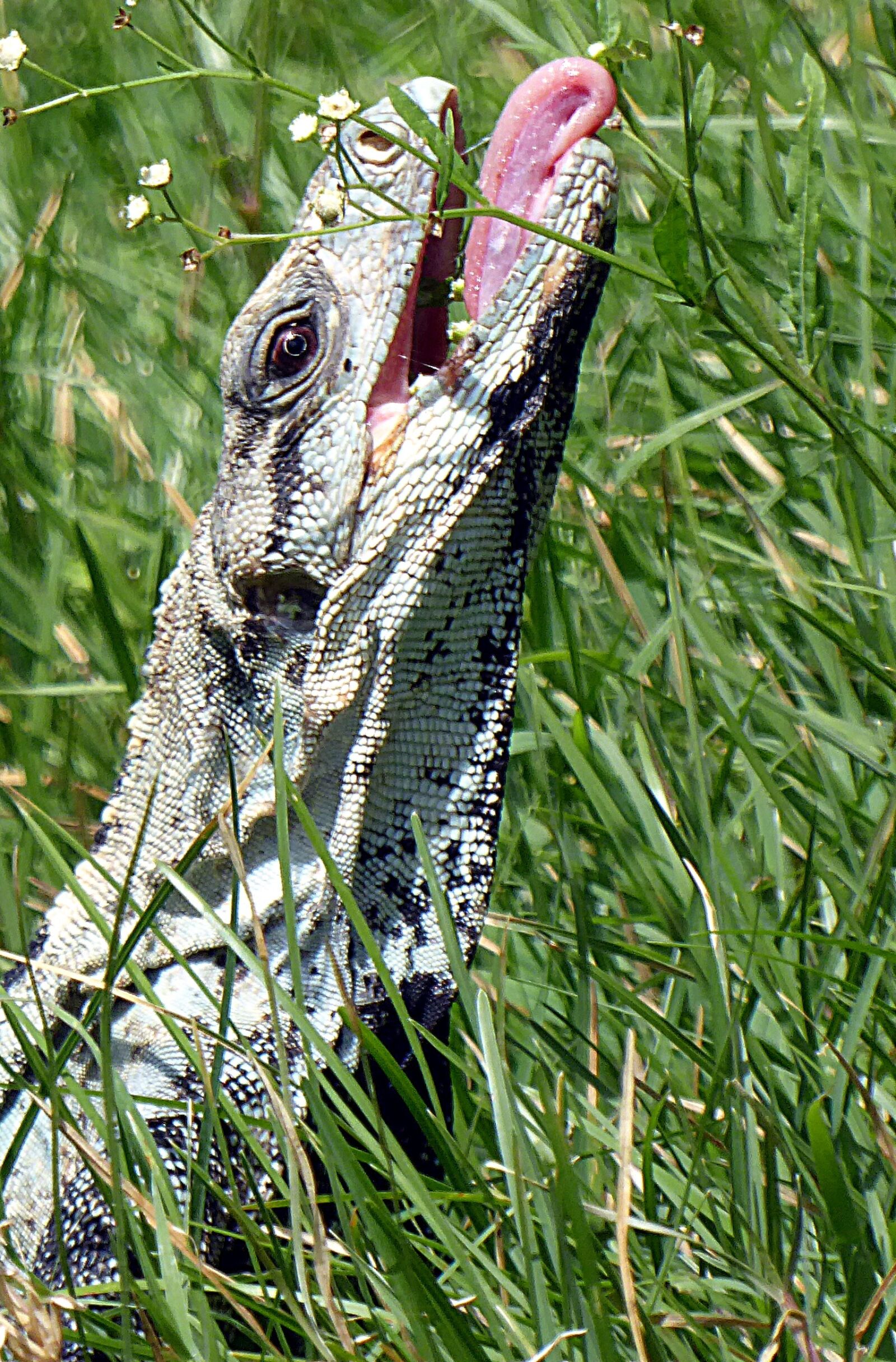 Panasonic Lumix DMC-ZS50 (Lumix DMC-TZ70) sample photo. Reptile, lizard, iguana photography