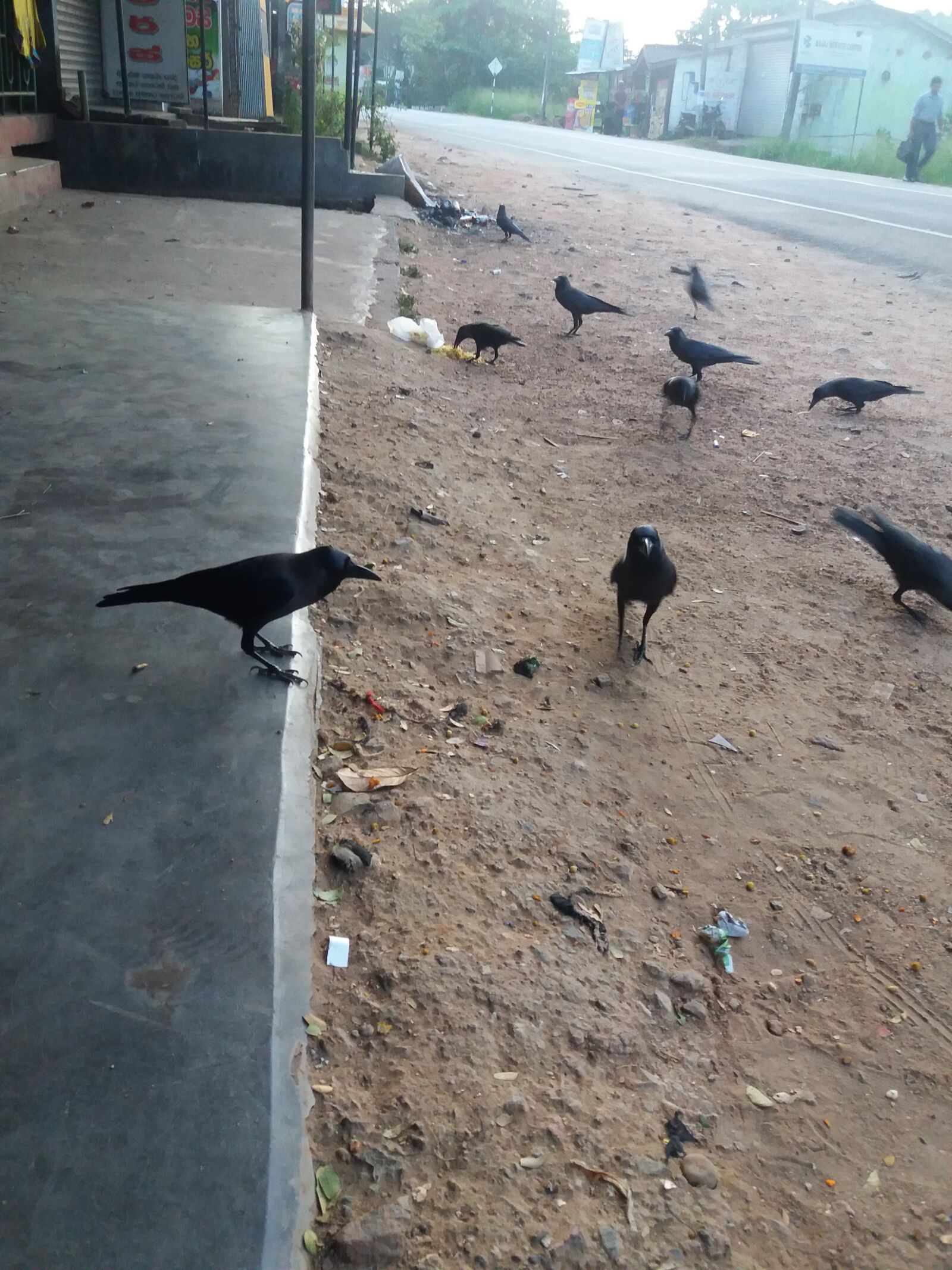 Samsung Galaxy J5 sample photo. Team crows, sri lankan photography