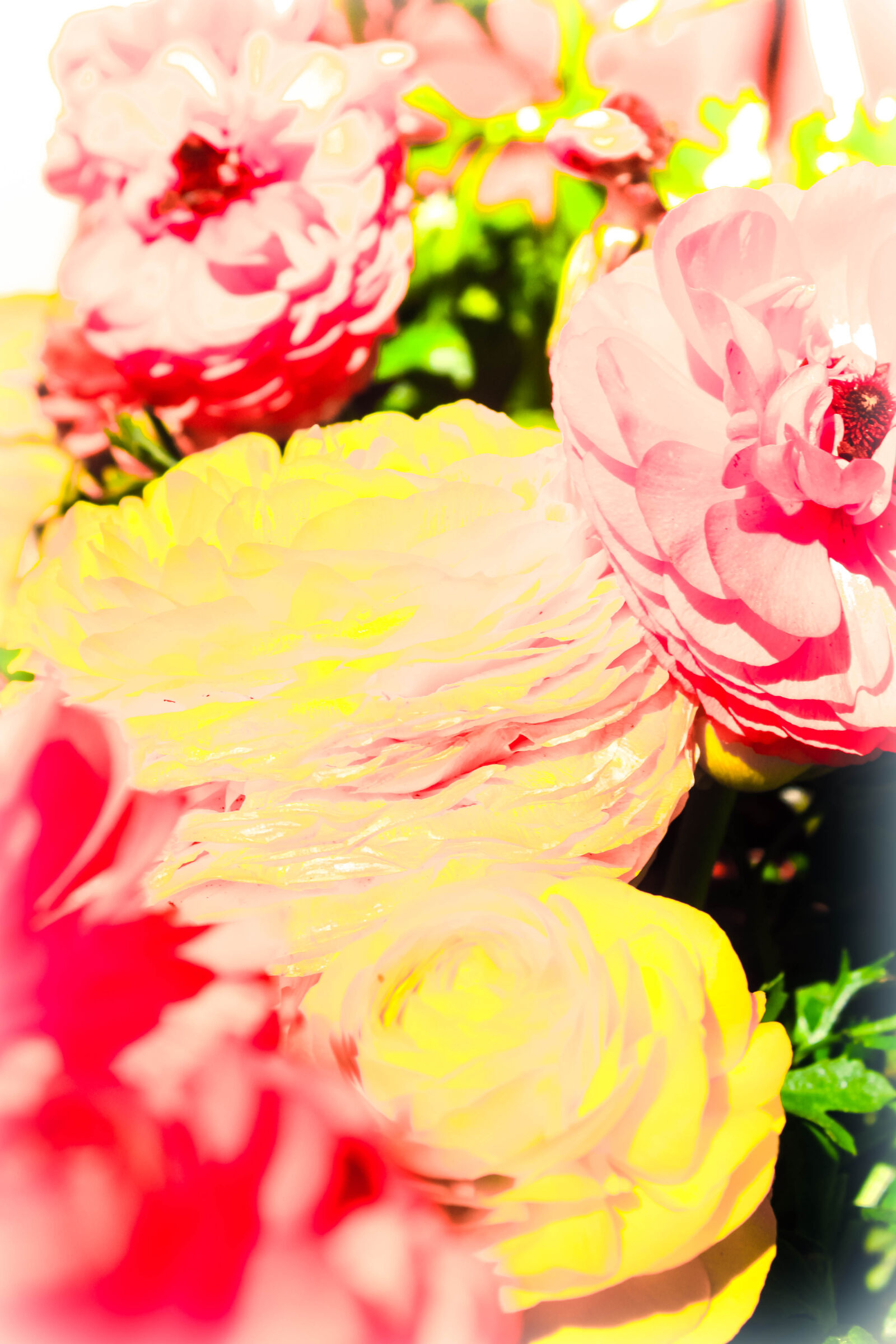 Canon EOS 600D (Rebel EOS T3i / EOS Kiss X5) sample photo. Colorful, peony, peonies photography