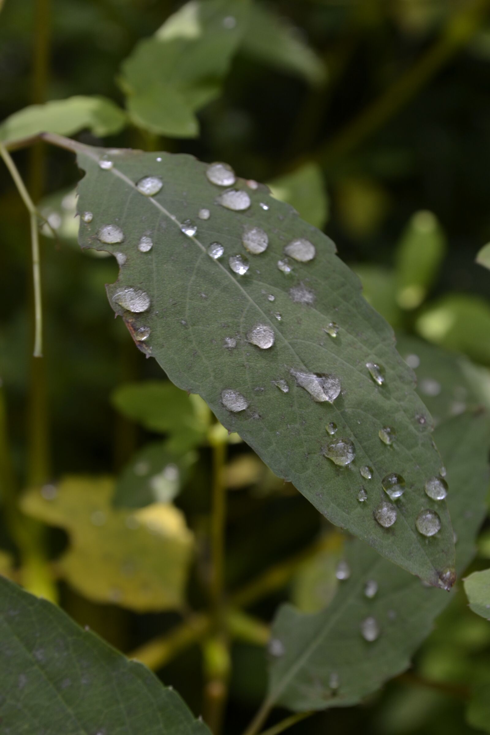 Nikon D3100 sample photo. Leaf, plant, nature photography