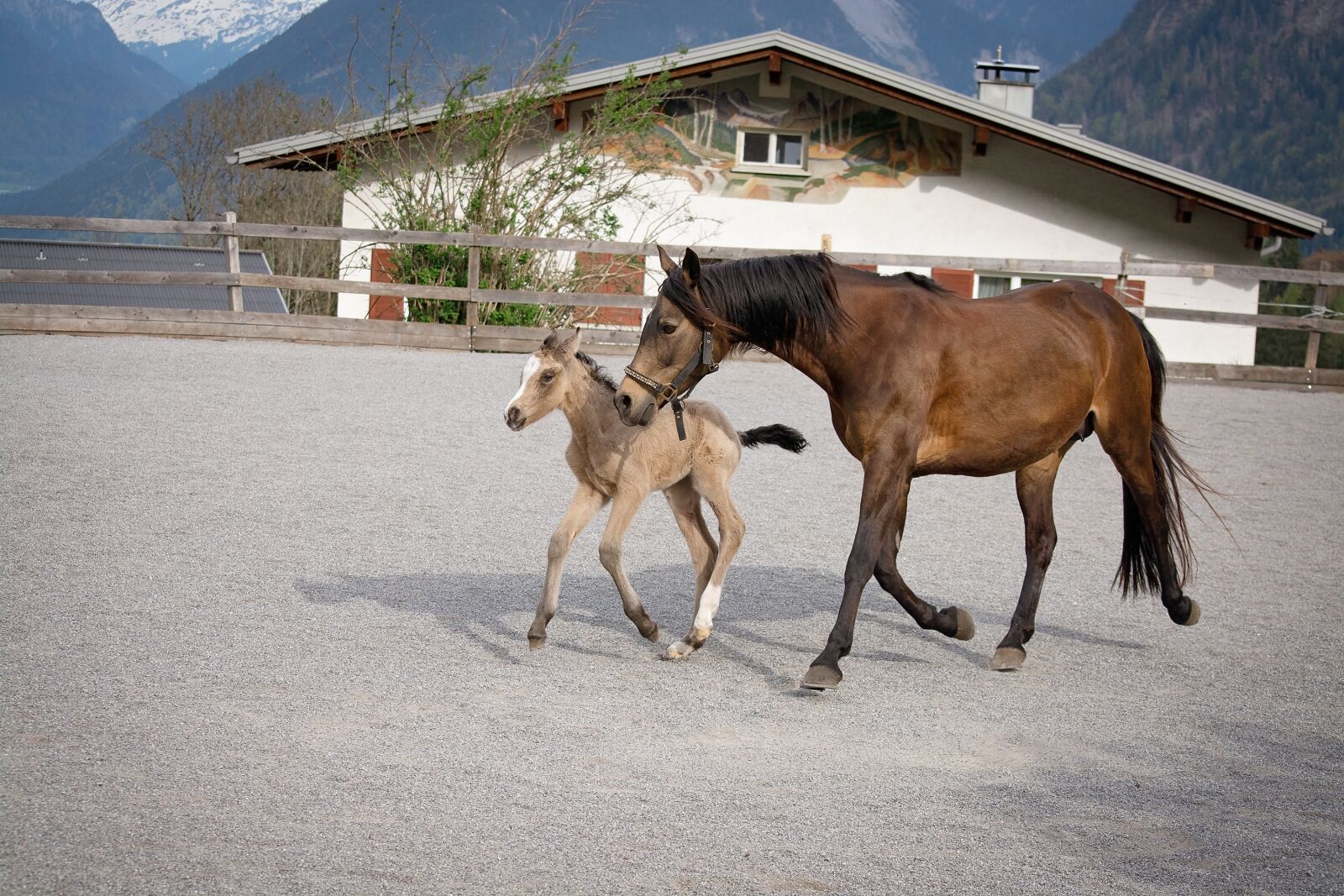 Nikon D7100 sample photo. Horse, mare, foal photography