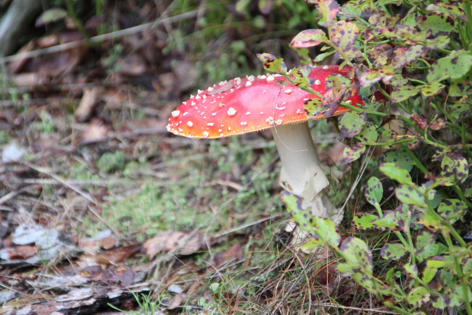 Canon EOS 600D (Rebel EOS T3i / EOS Kiss X5) sample photo. Fly agaric, forest, autumn photography