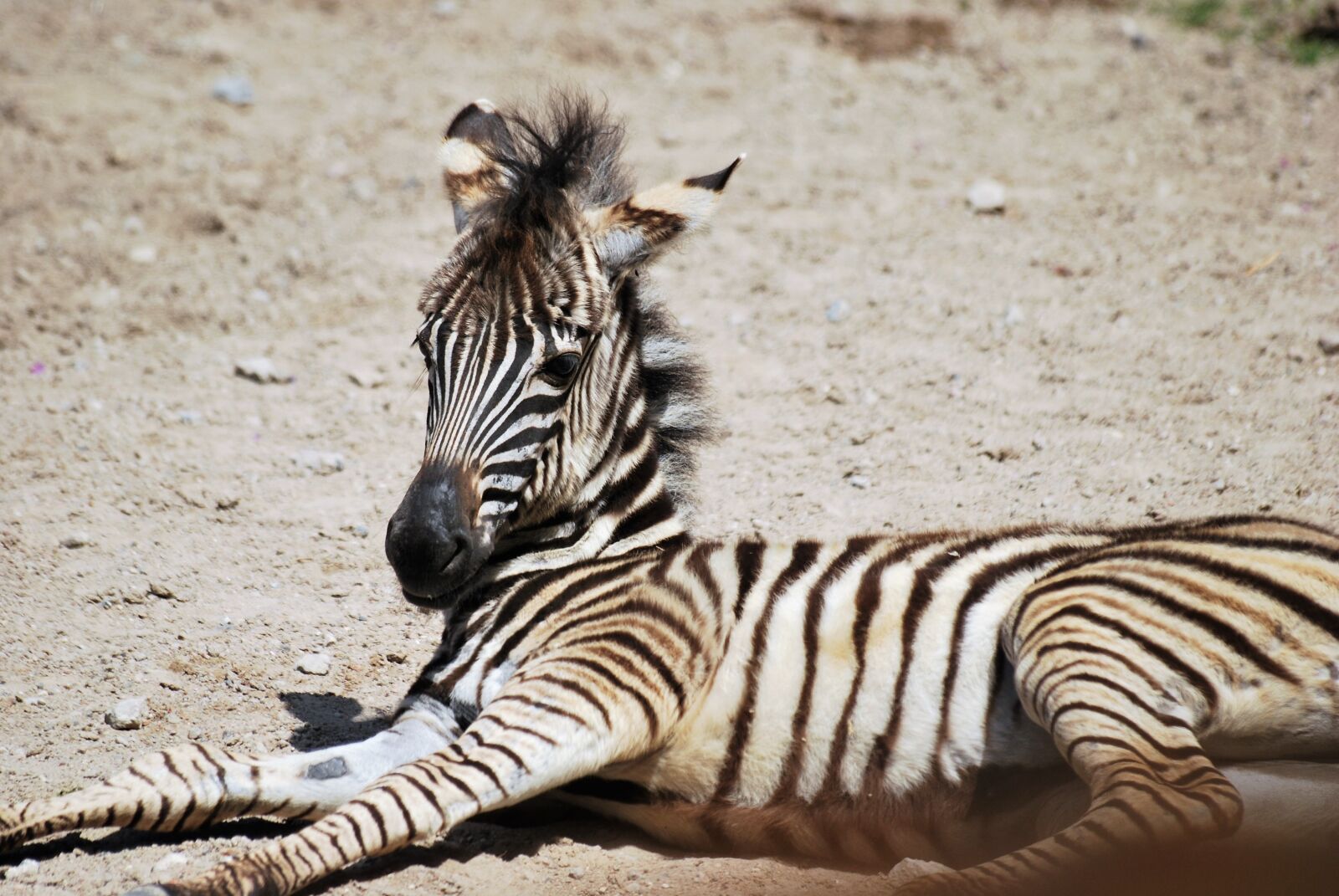 Nikon D60 sample photo. Zebra, young animal, zebra photography
