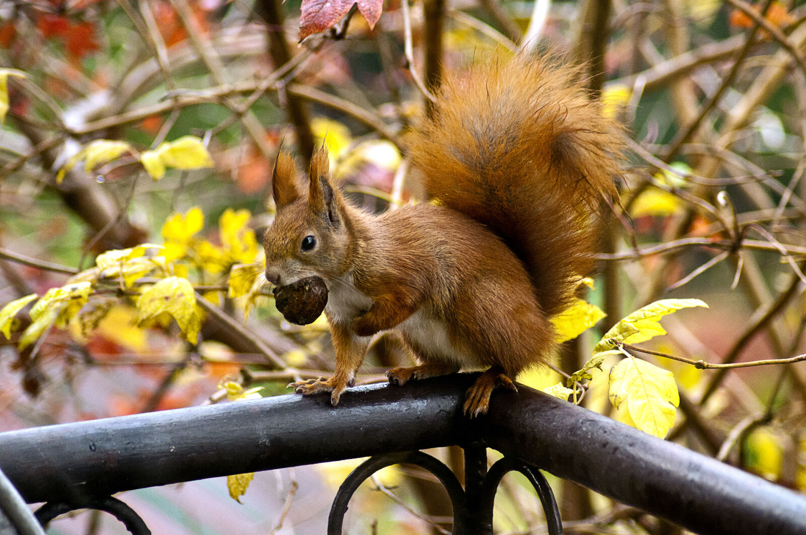 Nikon D300S sample photo. Ginger, squirrel photography