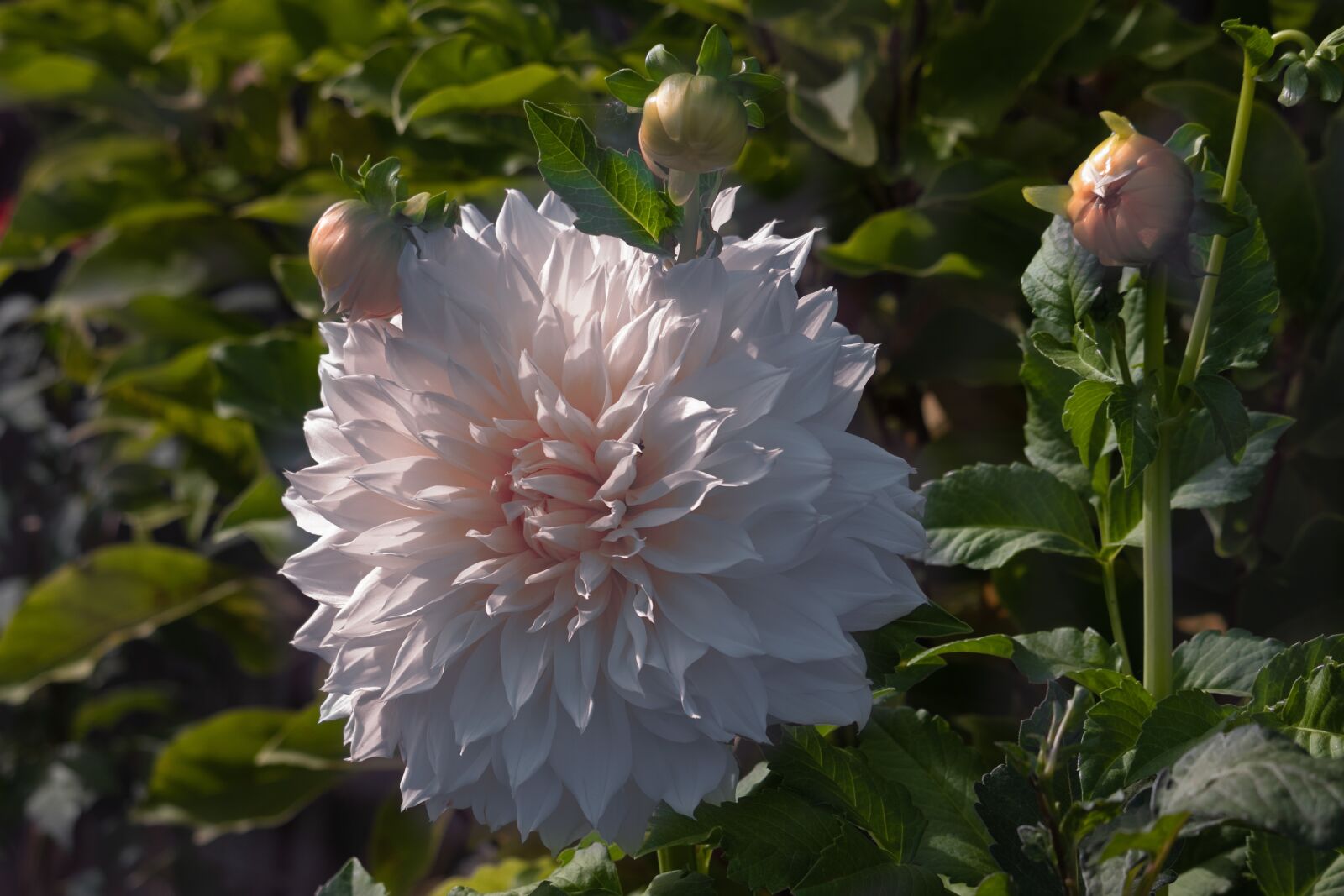 Canon EOS 77D (EOS 9000D / EOS 770D) sample photo. Dahlia, flower, blossom photography