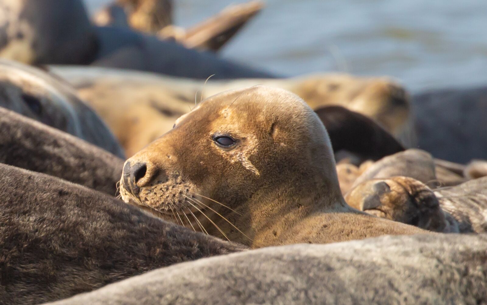 Canon EOS 5D Mark III sample photo. Seals, harbour seals, beach photography
