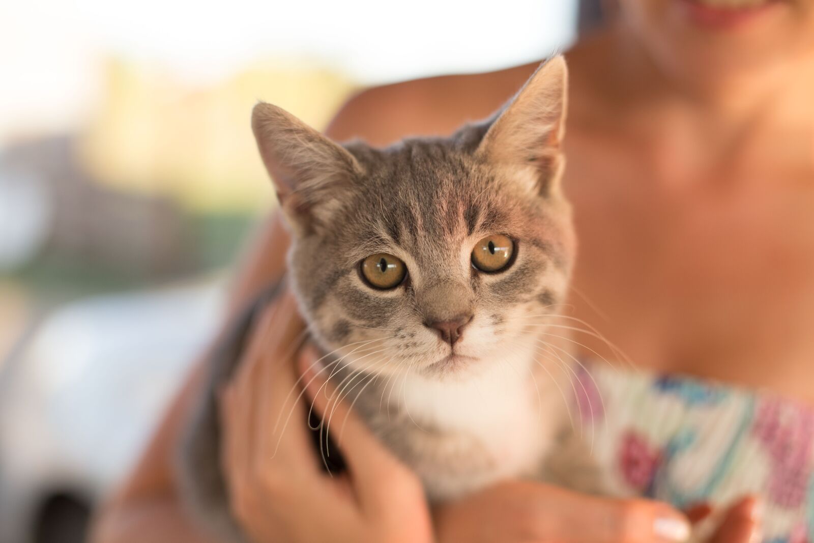 Canon EOS 6D + Canon EF 50mm F1.4 USM sample photo. Cat, animals, predator photography