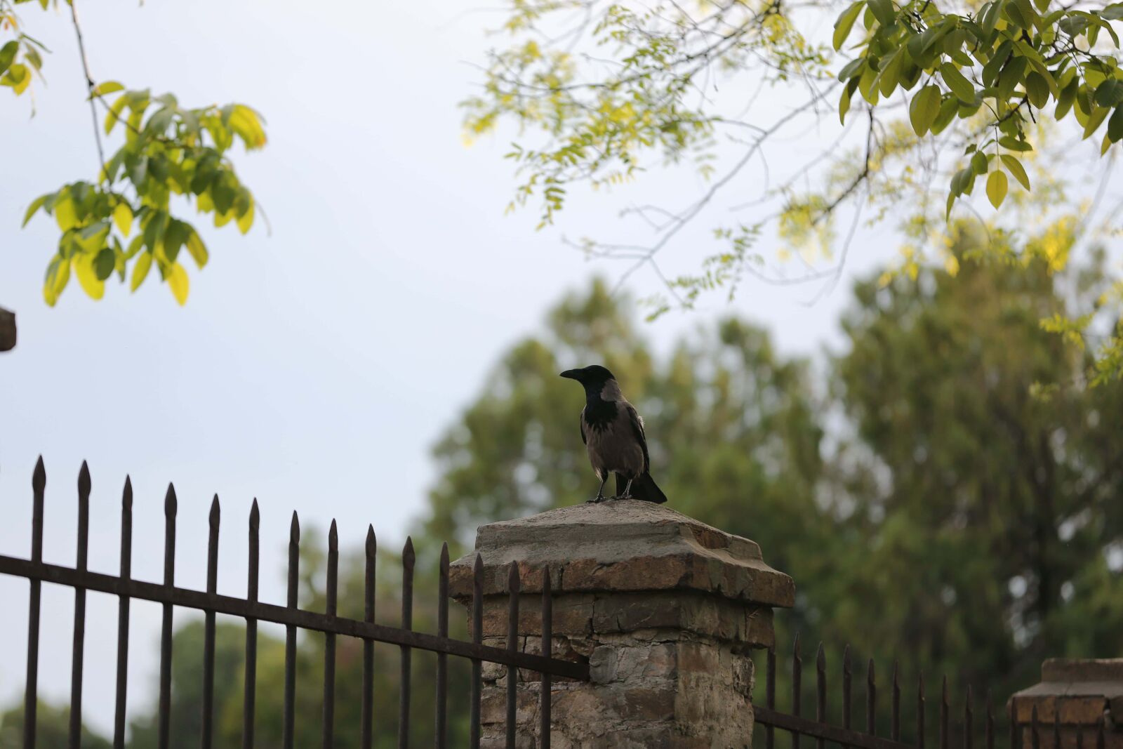 Canon EOS 5D Mark III sample photo. Crow, cemetery, fence, bird photography