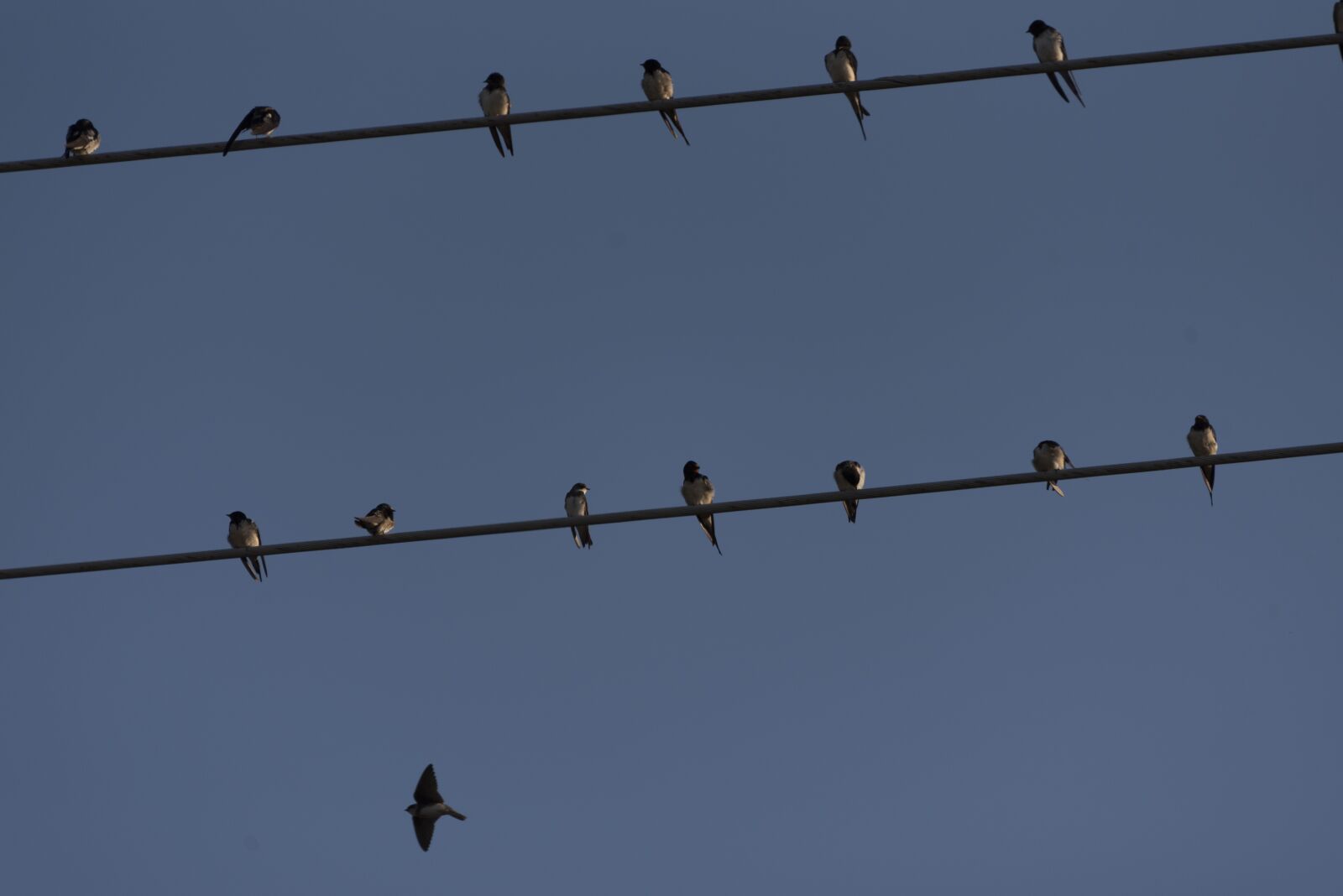 Nikon D750 sample photo. Swallows, birds, swallow photography