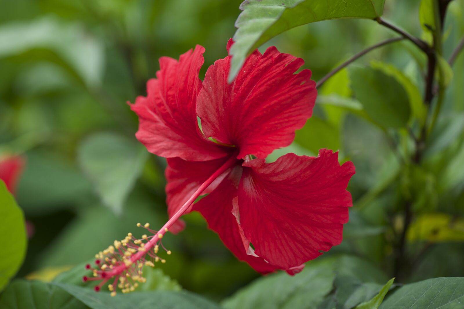 Nikon D700 sample photo. Hibiscus, flowers, orchids photography