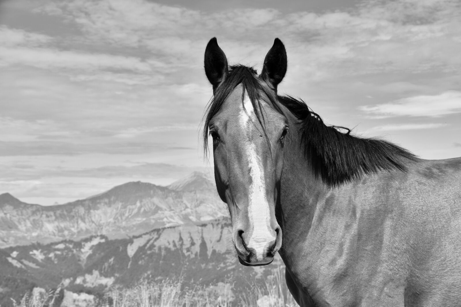 Nikon D5600 sample photo. Horse, horse bai, photo photography