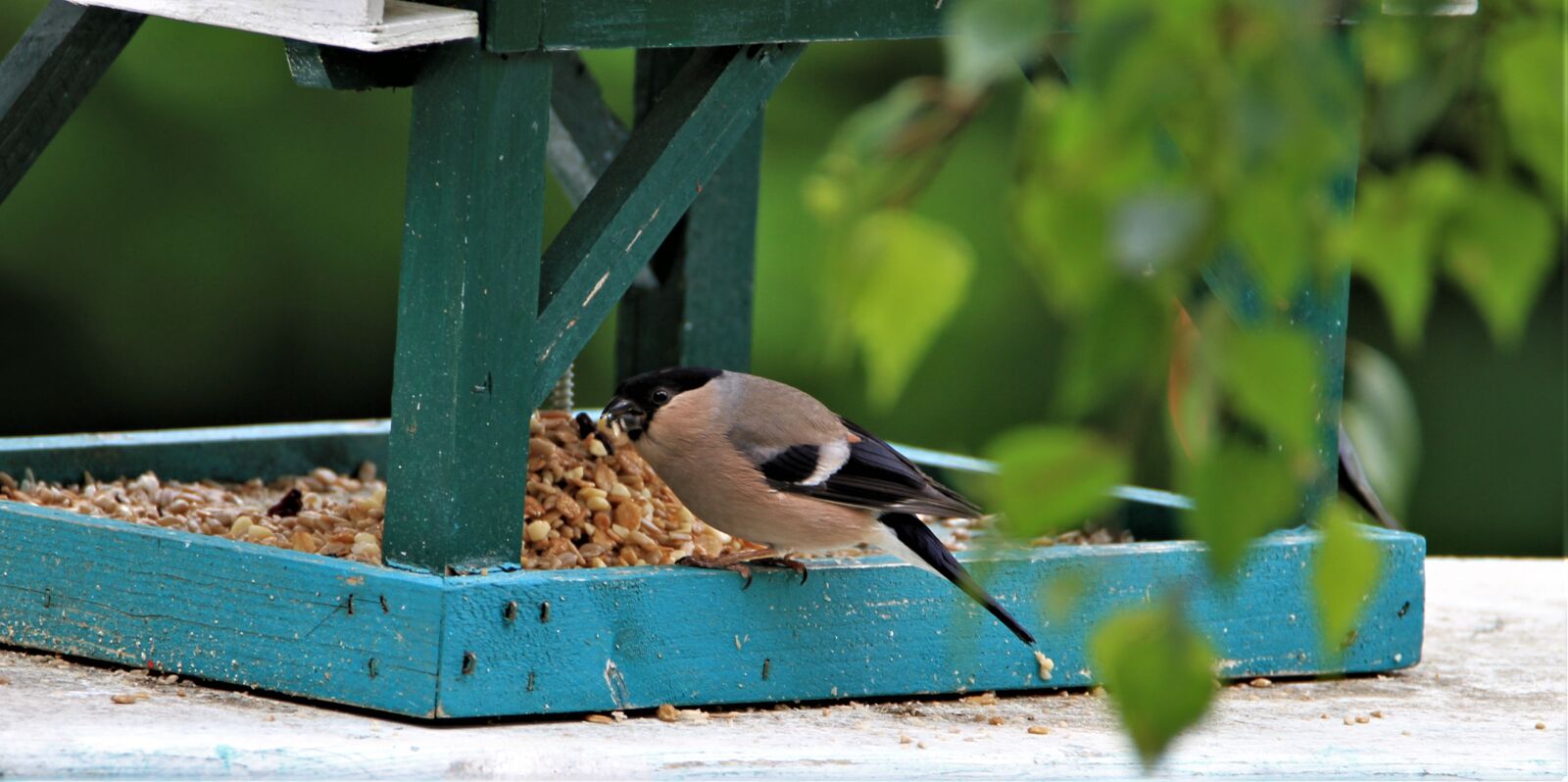 Canon EOS 7D sample photo. Bullfinch, gimpel, brown photography