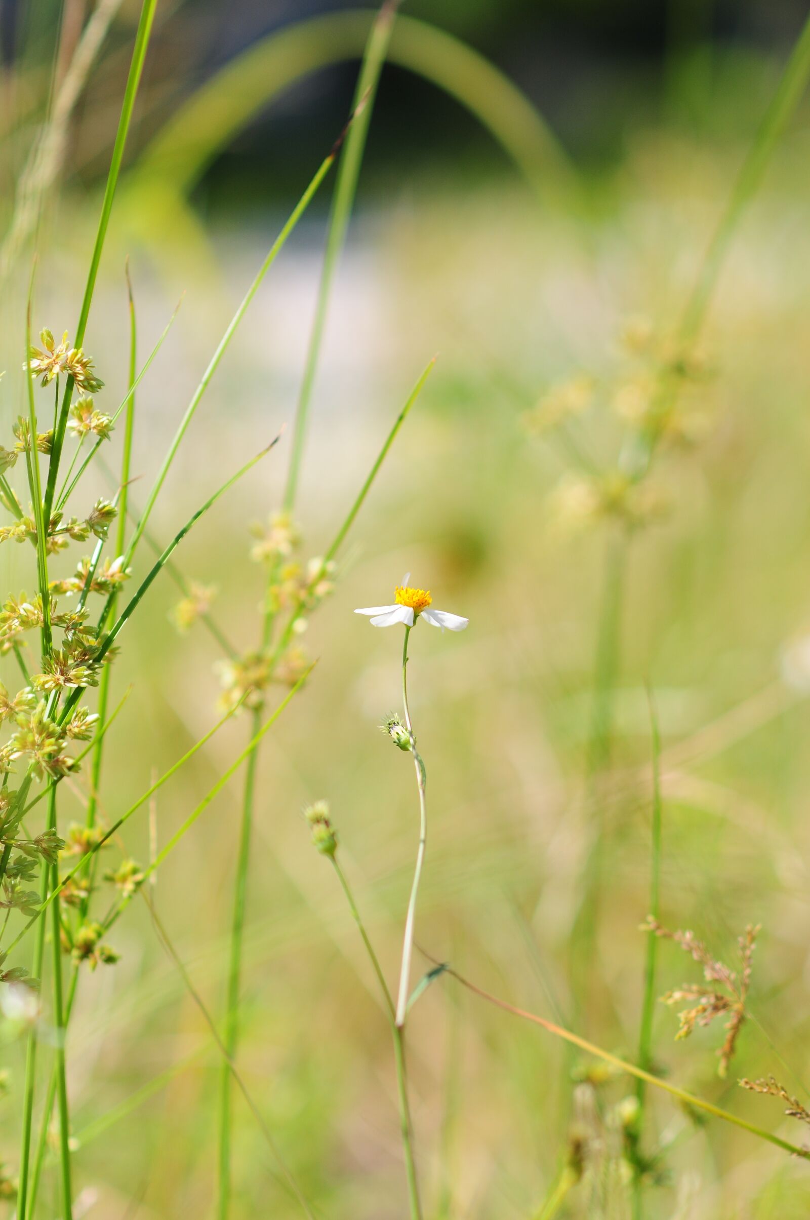 Nikon D300 sample photo. Daisy, grass, little photography
