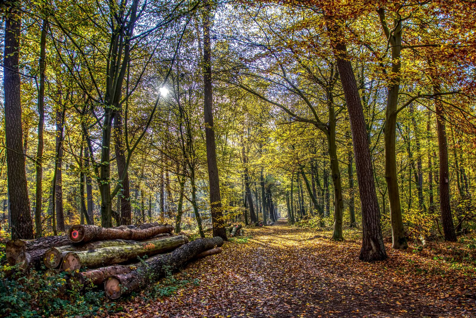 Sony a6000 sample photo. Forest, trees, leaves photography