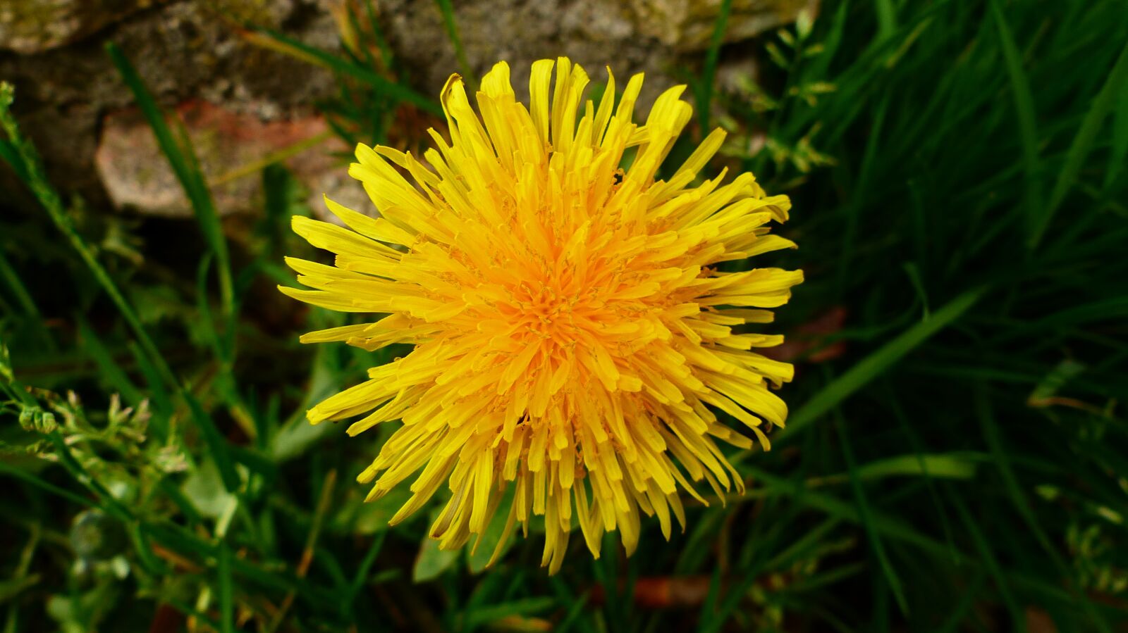 Panasonic Lumix DMC-FZ200 sample photo. Nature, flower, plant photography