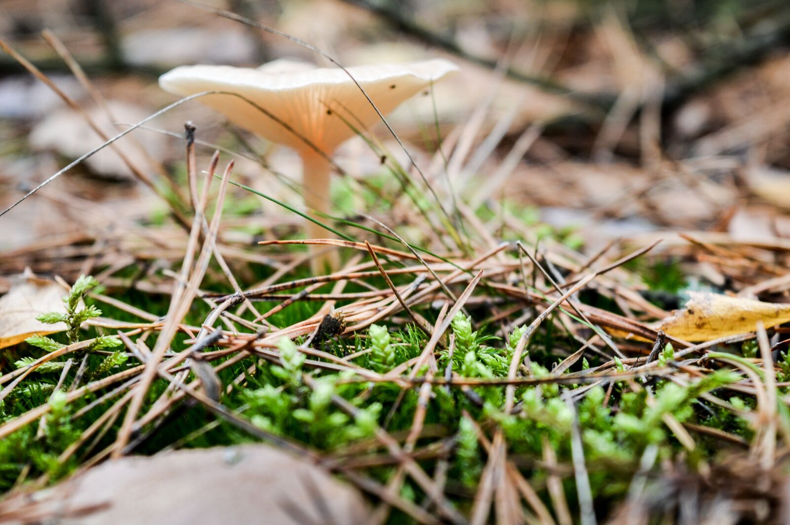 Nikon D3200 sample photo. Forest, mushroom, in the photography