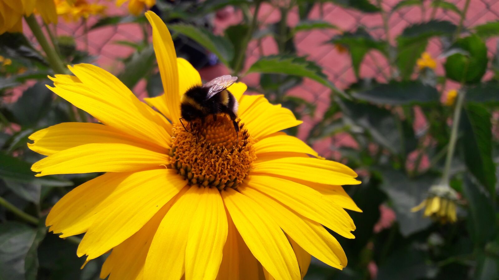 Samsung Galaxy J7 sample photo. Bee, flower, a yellow photography
