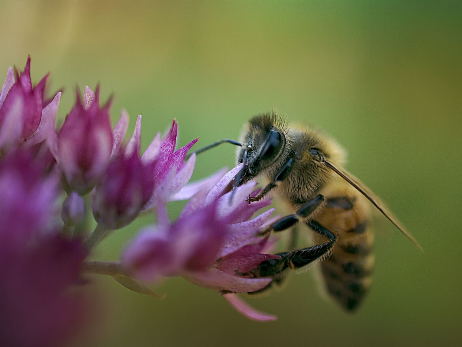 Nikon D3300 sample photo. Bee, macro, close-up photography photography