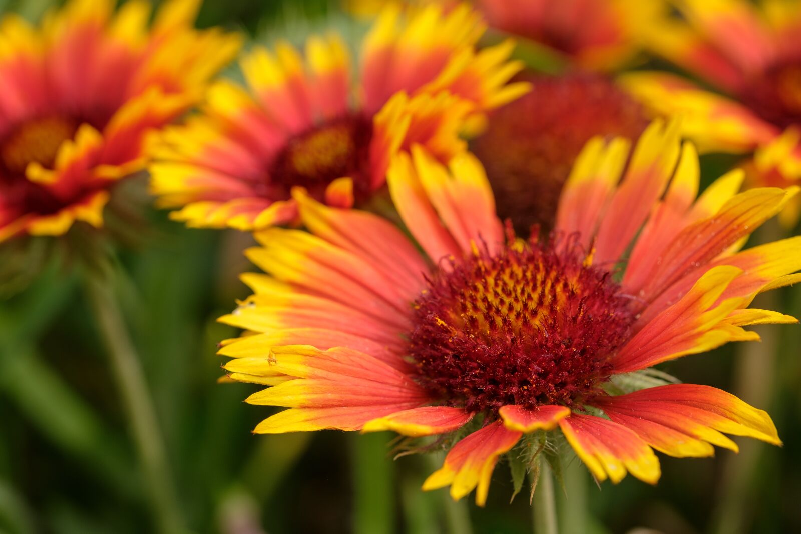 Fujifilm XF 80mm F2.8 R LM OIS WR Macro sample photo. Asters, composites, asteraceae photography