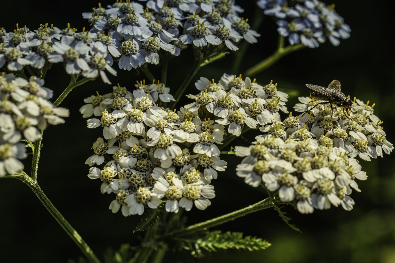 Canon EF 100mm F2.8L Macro IS USM sample photo. Flue, insect, flower photography