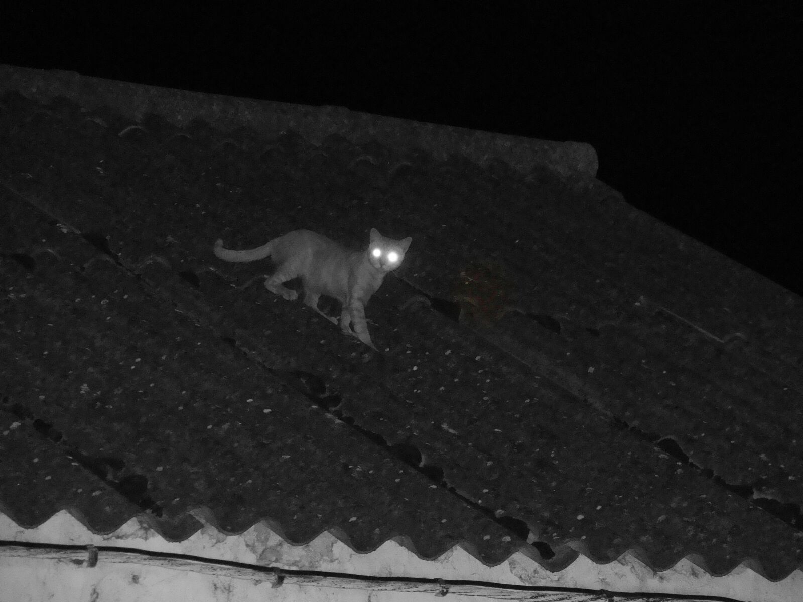 Sony Cyber-shot DSC-H10 sample photo. Cat, feline, animals photography