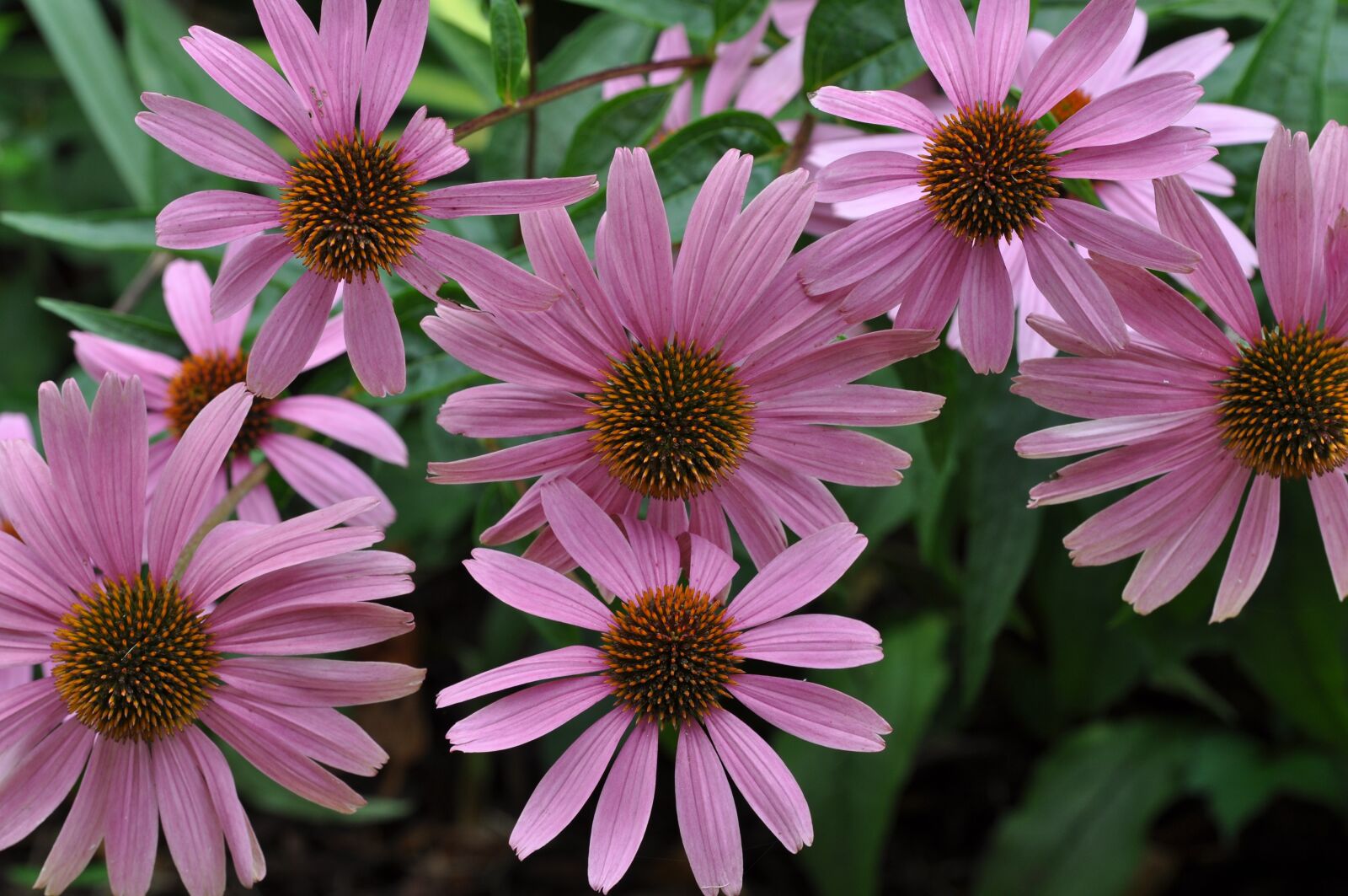 Nikon D5000 sample photo. Floral, flowers, pink photography