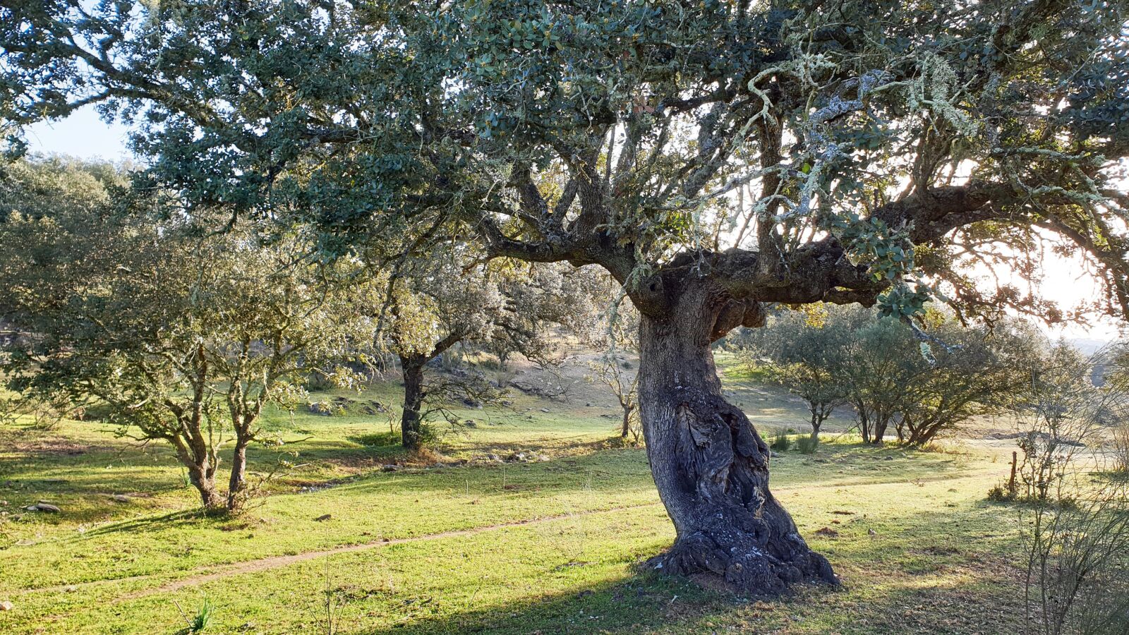 Samsung Galaxy S9 sample photo. Landscape, field, nature photography