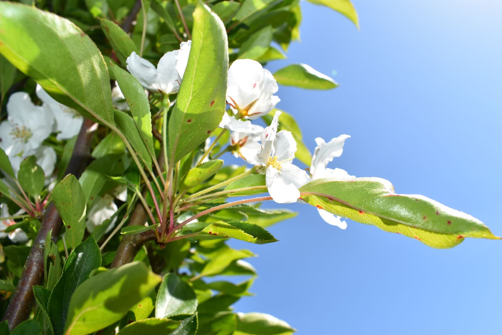 Nikon D3400 sample photo. White, green, sky photography