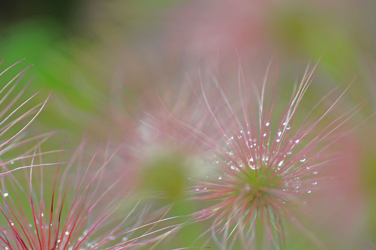 Nikon D300 sample photo. Pasque flower, green, pink photography