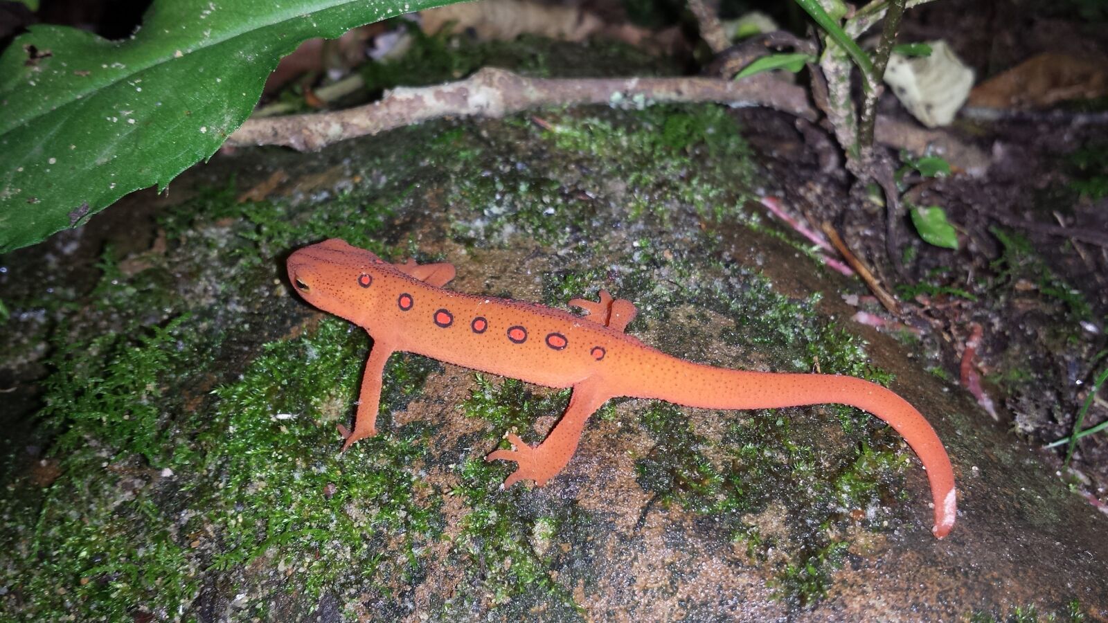 Samsung Galaxy S4 sample photo. Newt, salamander, orange photography