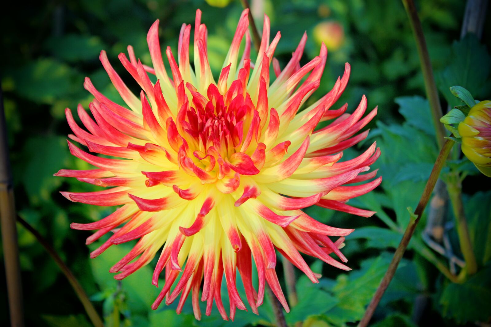 Canon EOS 600D (Rebel EOS T3i / EOS Kiss X5) sample photo. Dahlia, blossom, bloom photography