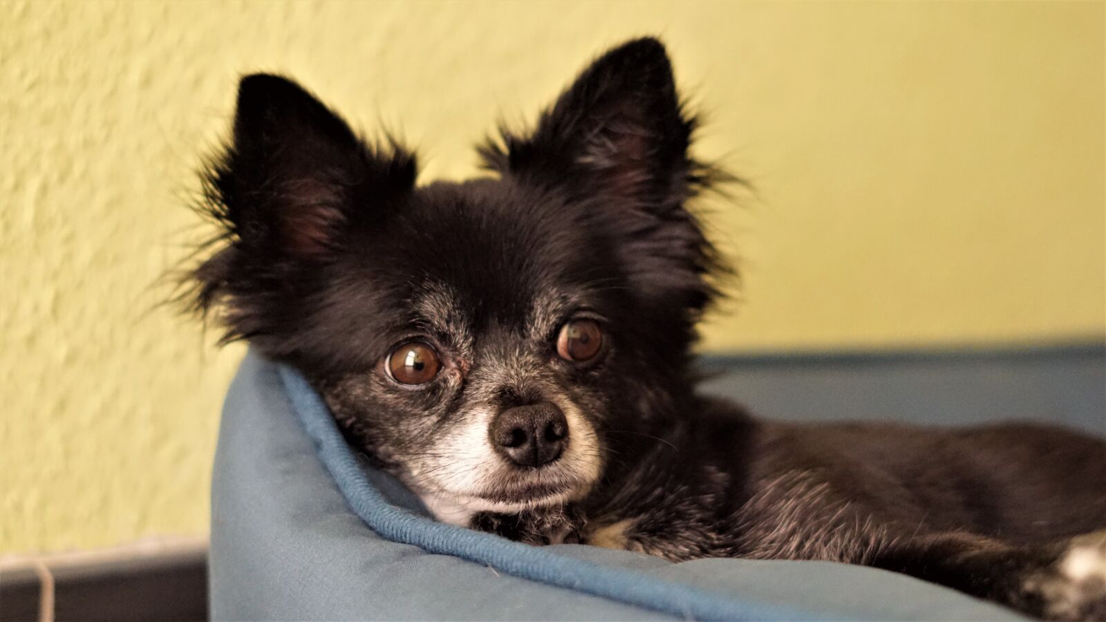 Sony FE 50mm F1.8 sample photo. Chihuahua, dog, small photography