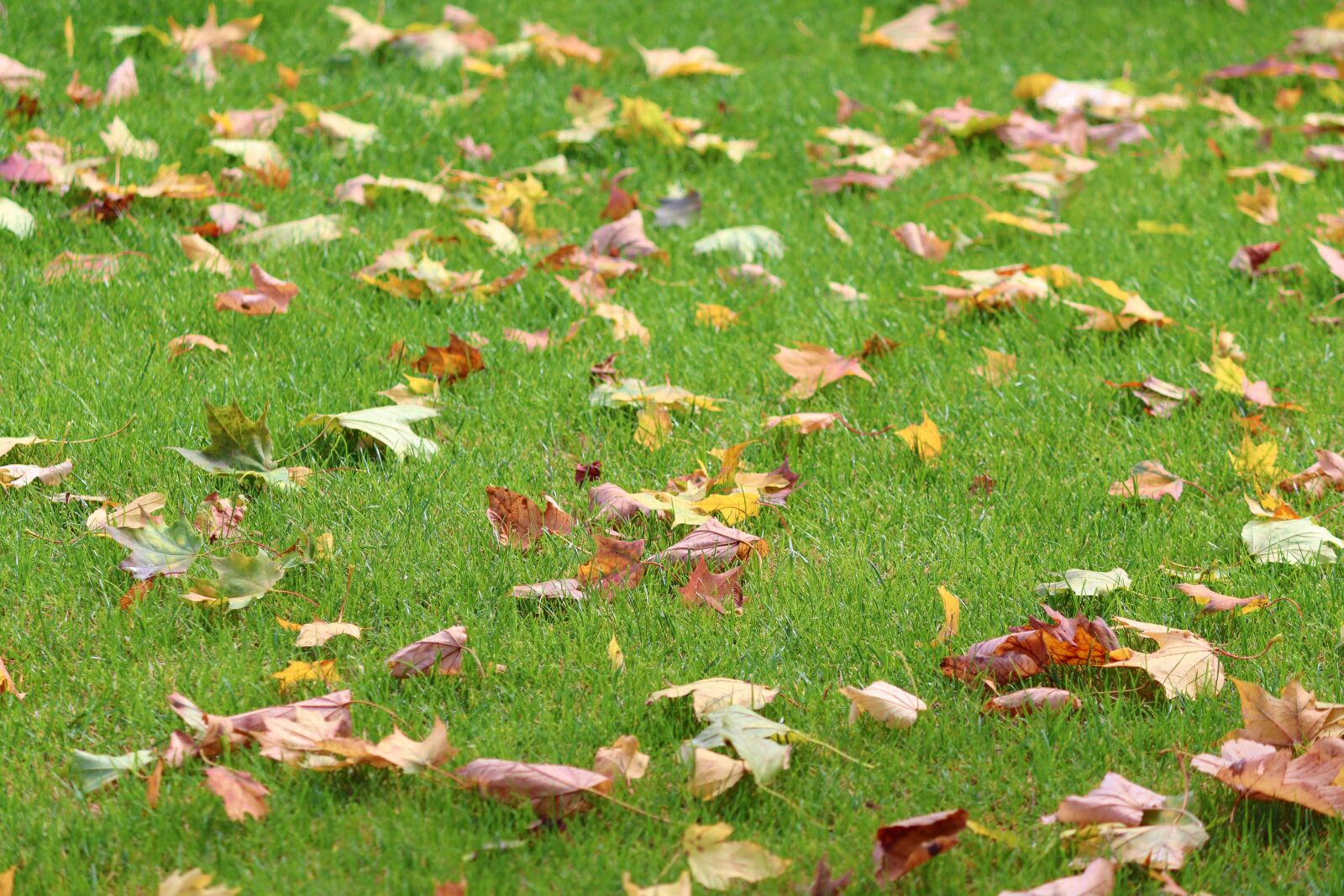 Canon EOS 200D (EOS Rebel SL2 / EOS Kiss X9) sample photo. Meadow, leaves, grass photography