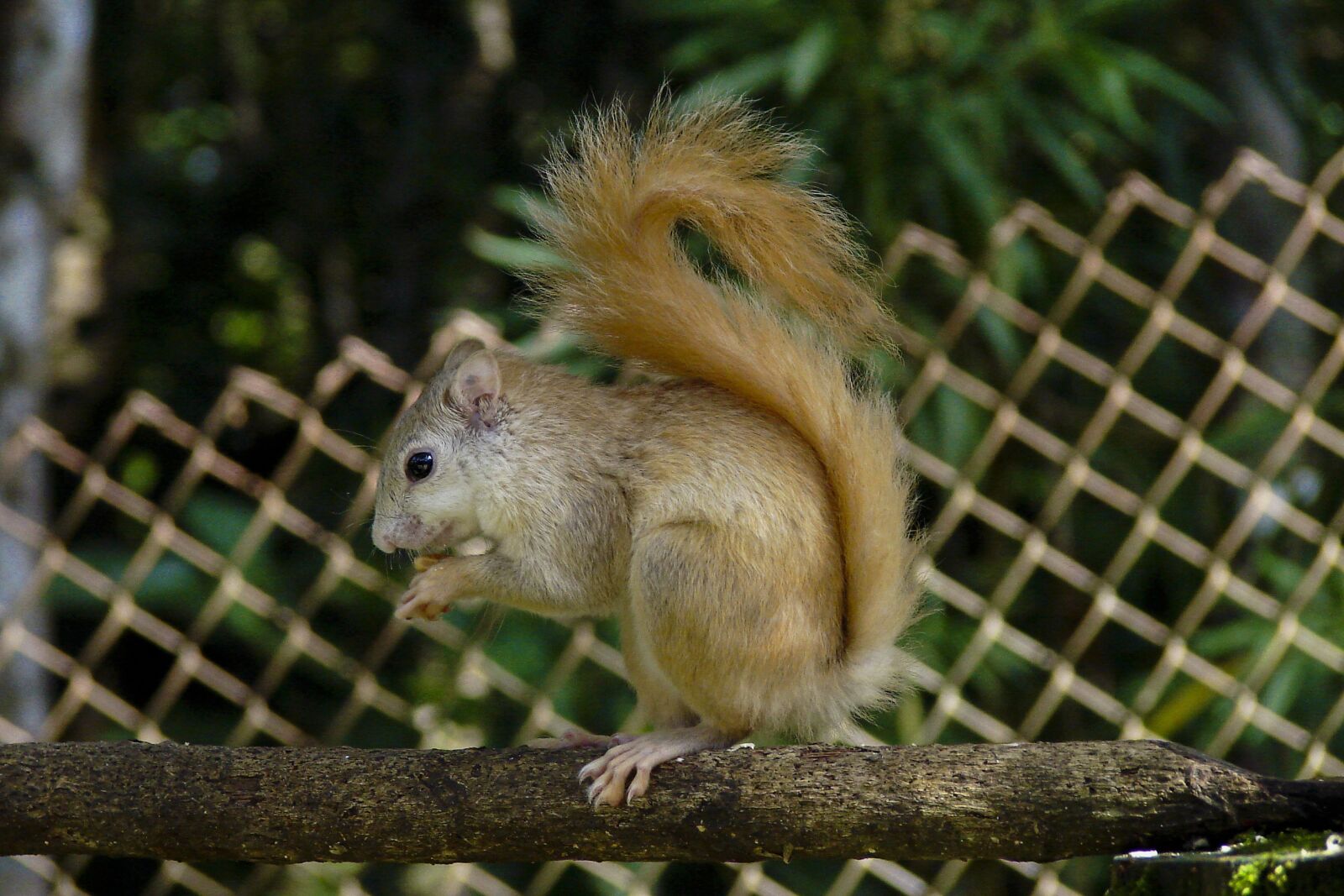 Sony DSC-H1 sample photo. Squirrel, albino squirrel, animal photography