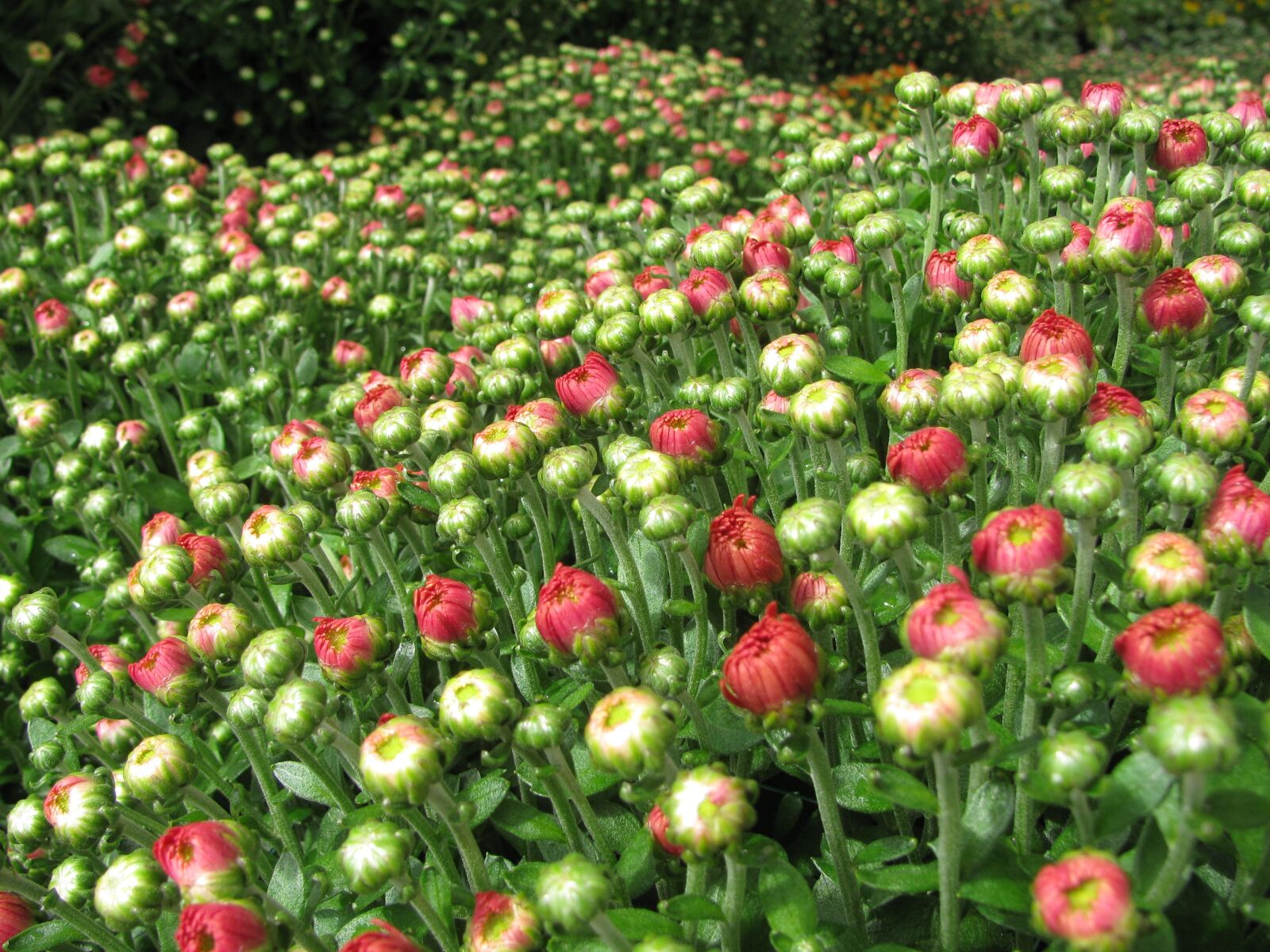 Canon PowerShot SX110 IS sample photo. Chrysanthemum, flowers, fall photography
