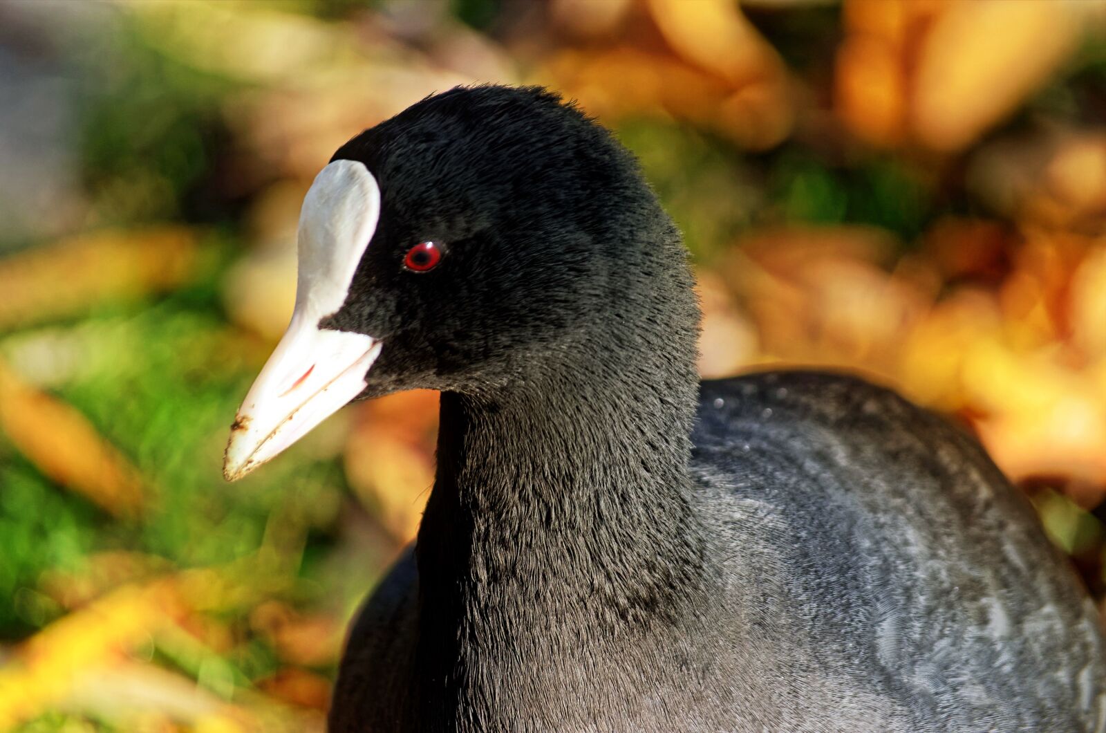Nikon D5100 sample photo. Bird, coot, almost photography