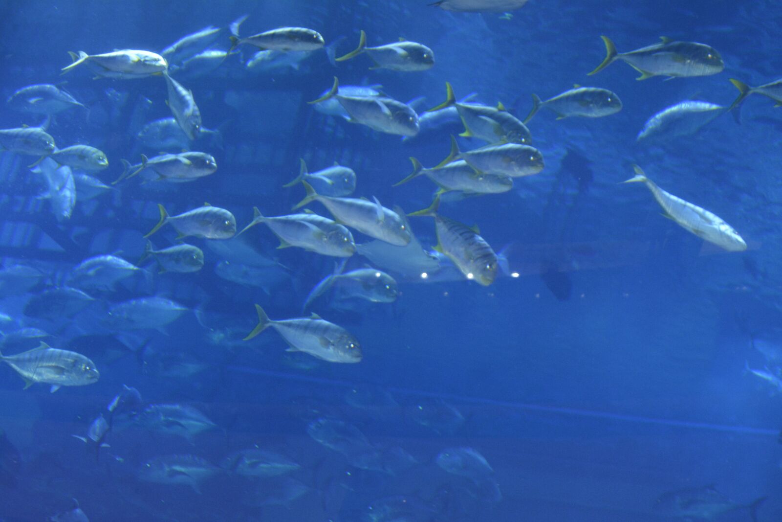 Nikon D5200 sample photo. Fishes, group, aquarium photography