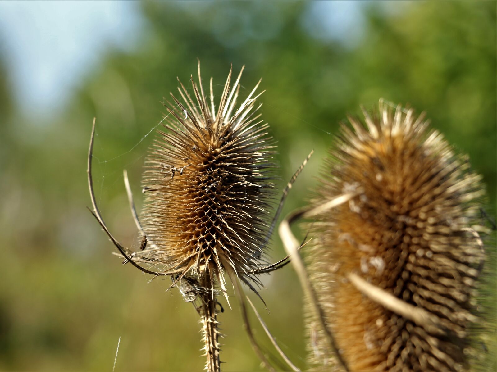 Canon EOS 7D Mark II sample photo. Nature, landscape, brown photography