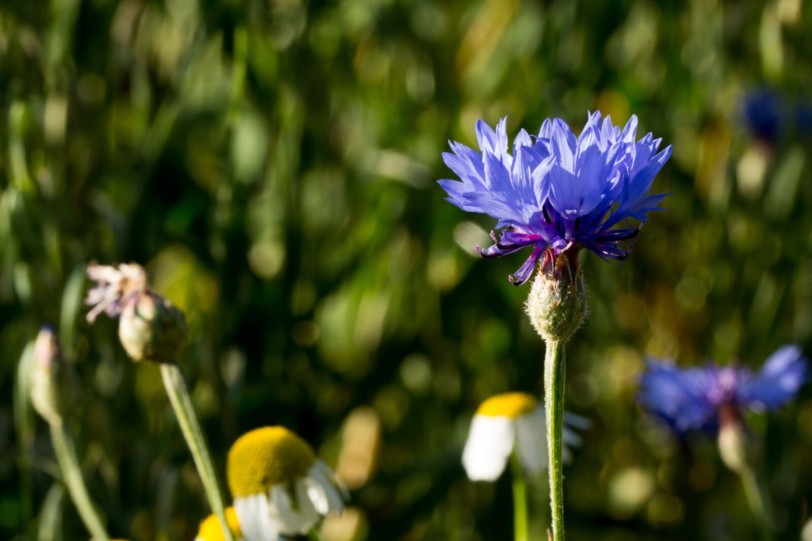 Canon EOS 60D sample photo. Cornflower, nature, flower photography