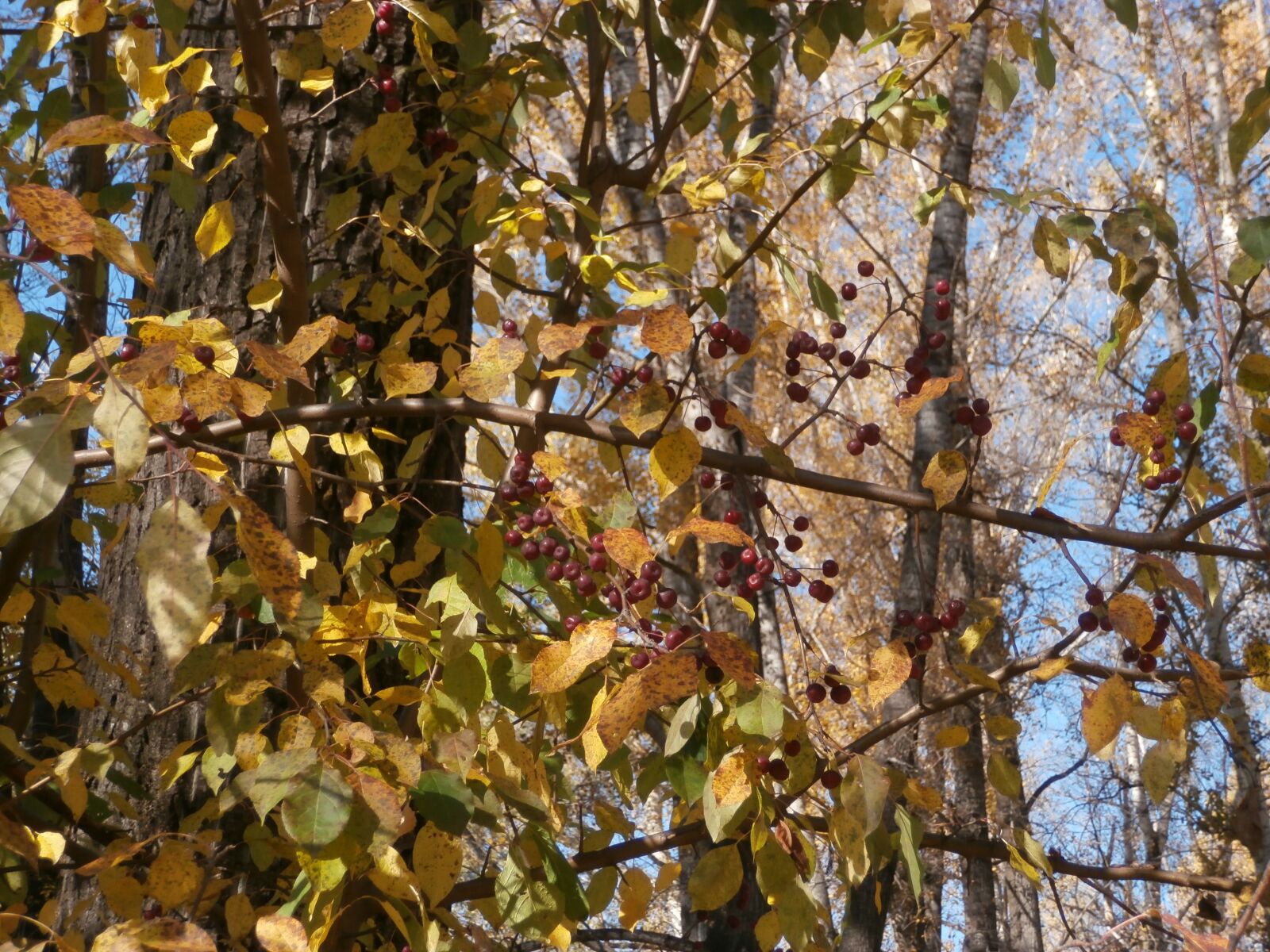 Olympus VR340,D750 sample photo. Autumn, trees, nature photography