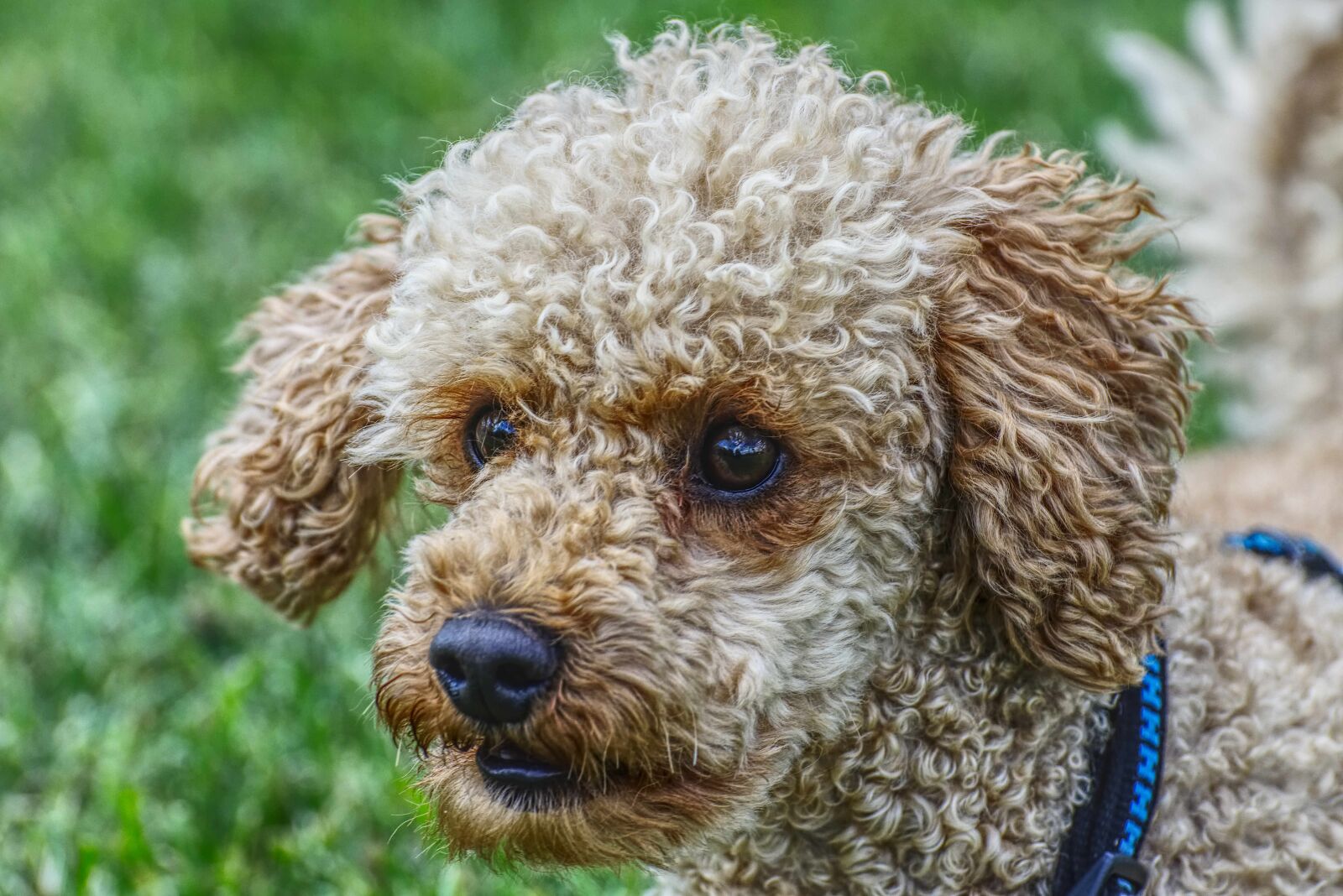 Nikon D7200 sample photo. Poodle, dog, pet photography