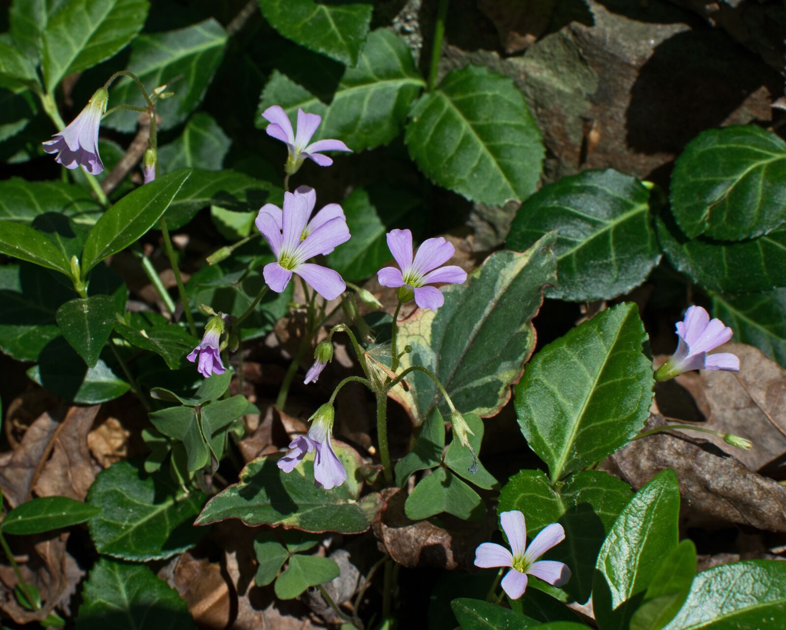 Nikon D3300 sample photo. Wood sorrel, wildflower, flower photography