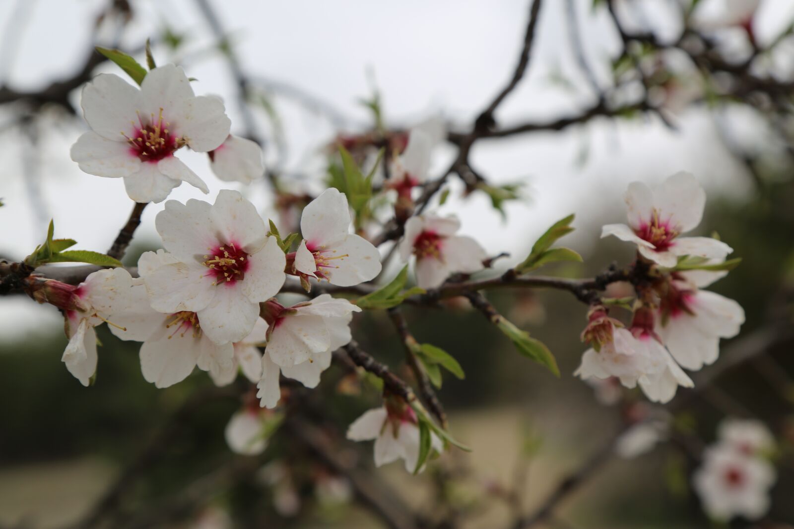Canon EF 24-105mm F4L IS USM sample photo. Flower, almond, tree photography