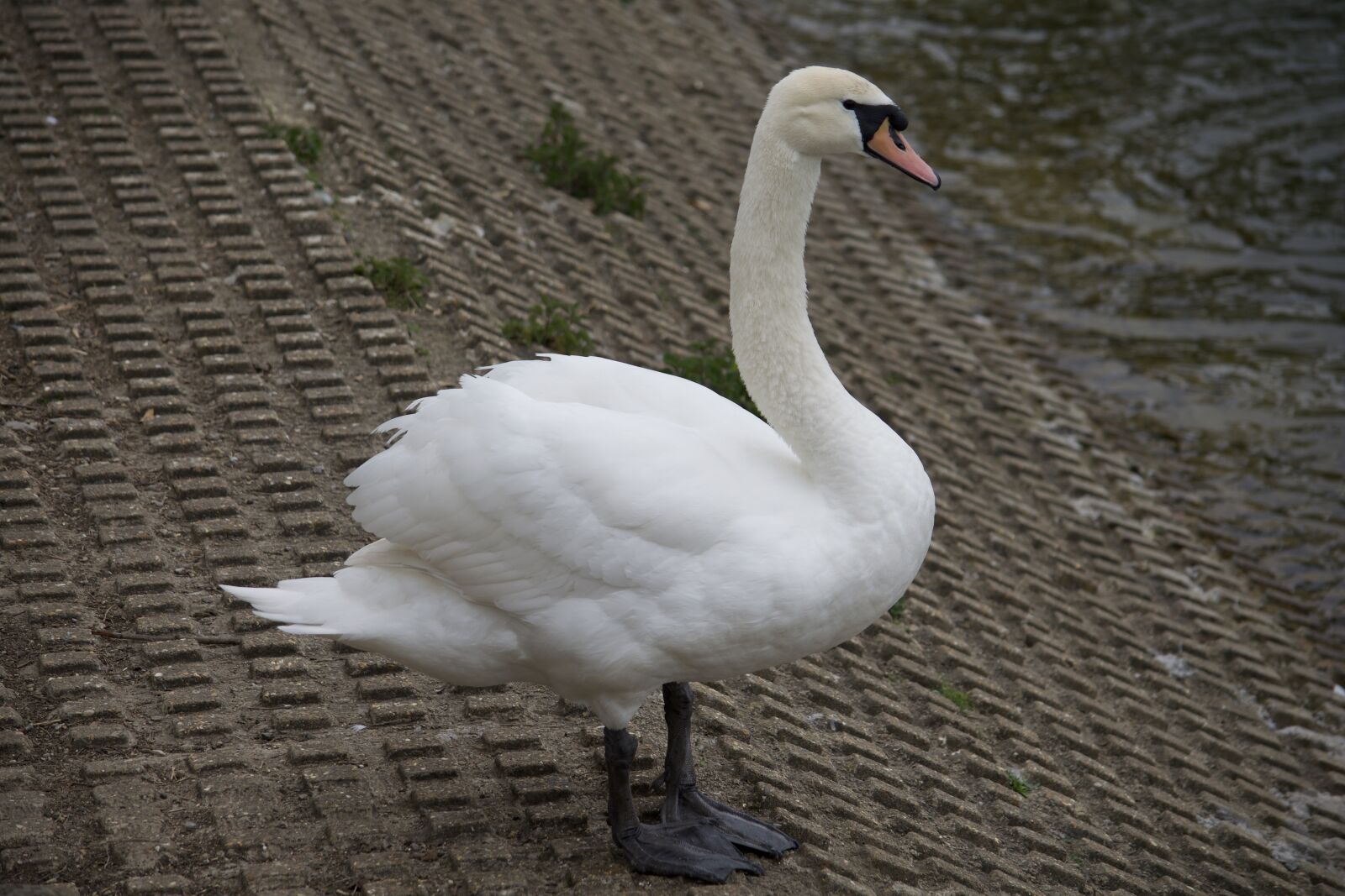 Nikon D3300 sample photo. Swan, bird, nature photography