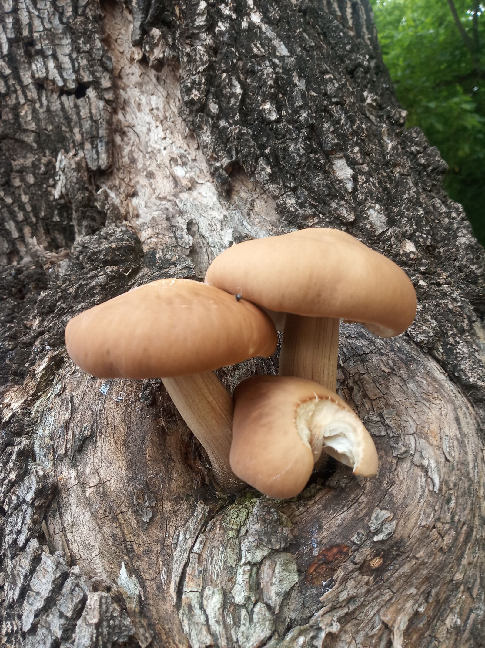 Xiaomi Redmi 6 sample photo. Fungus, mushrooms, lonely photography