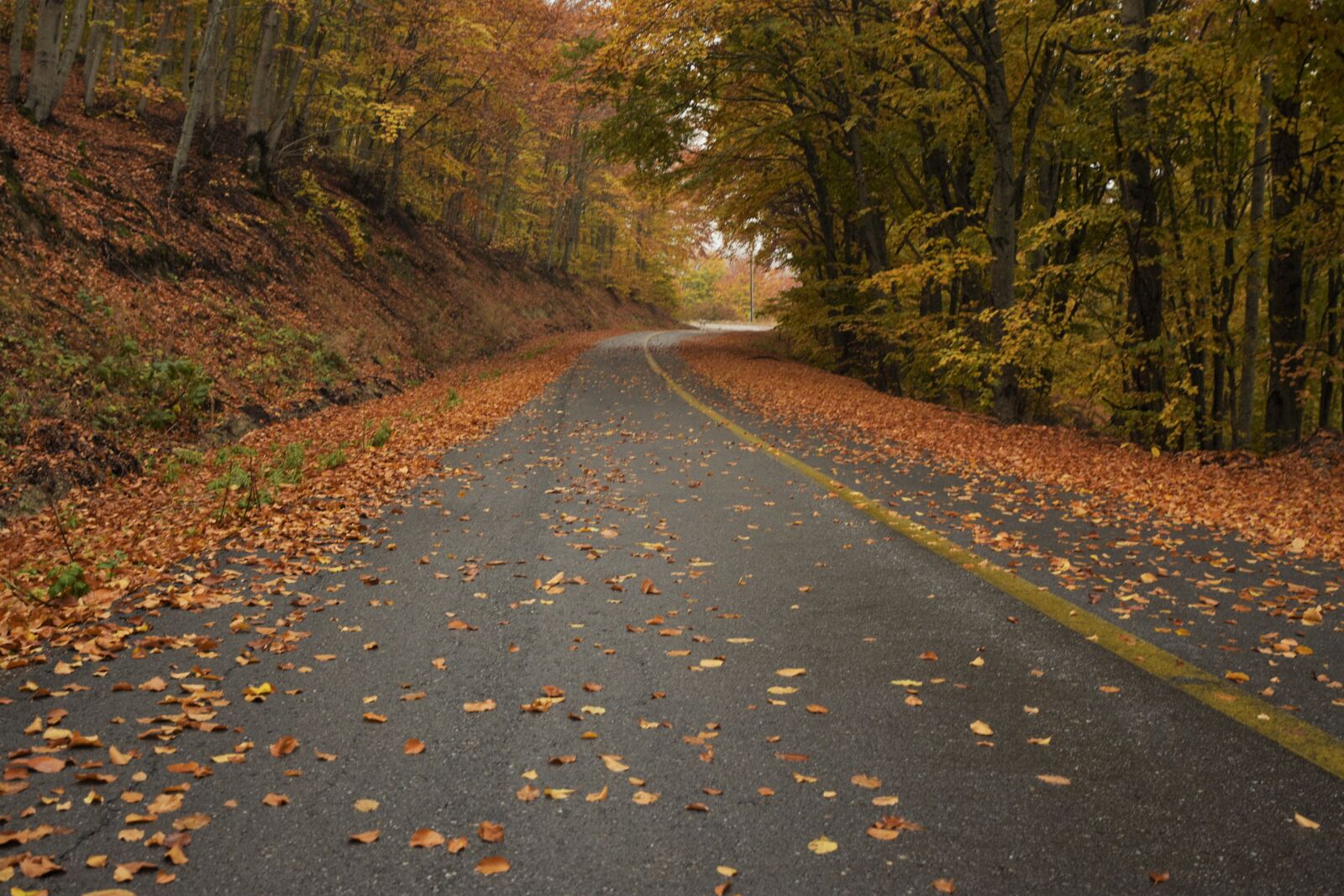 Nikon D7200 sample photo. Road, fall, autumn photography