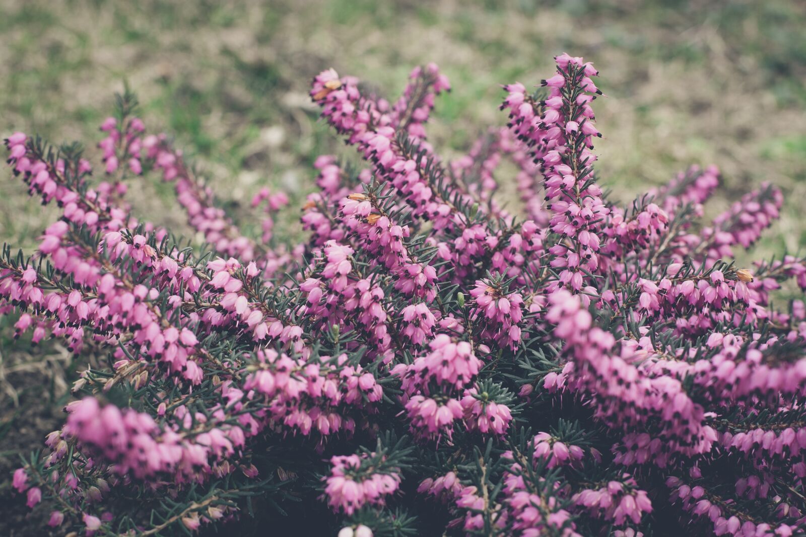Nikon D7100 sample photo. Plant, flowers, purple photography