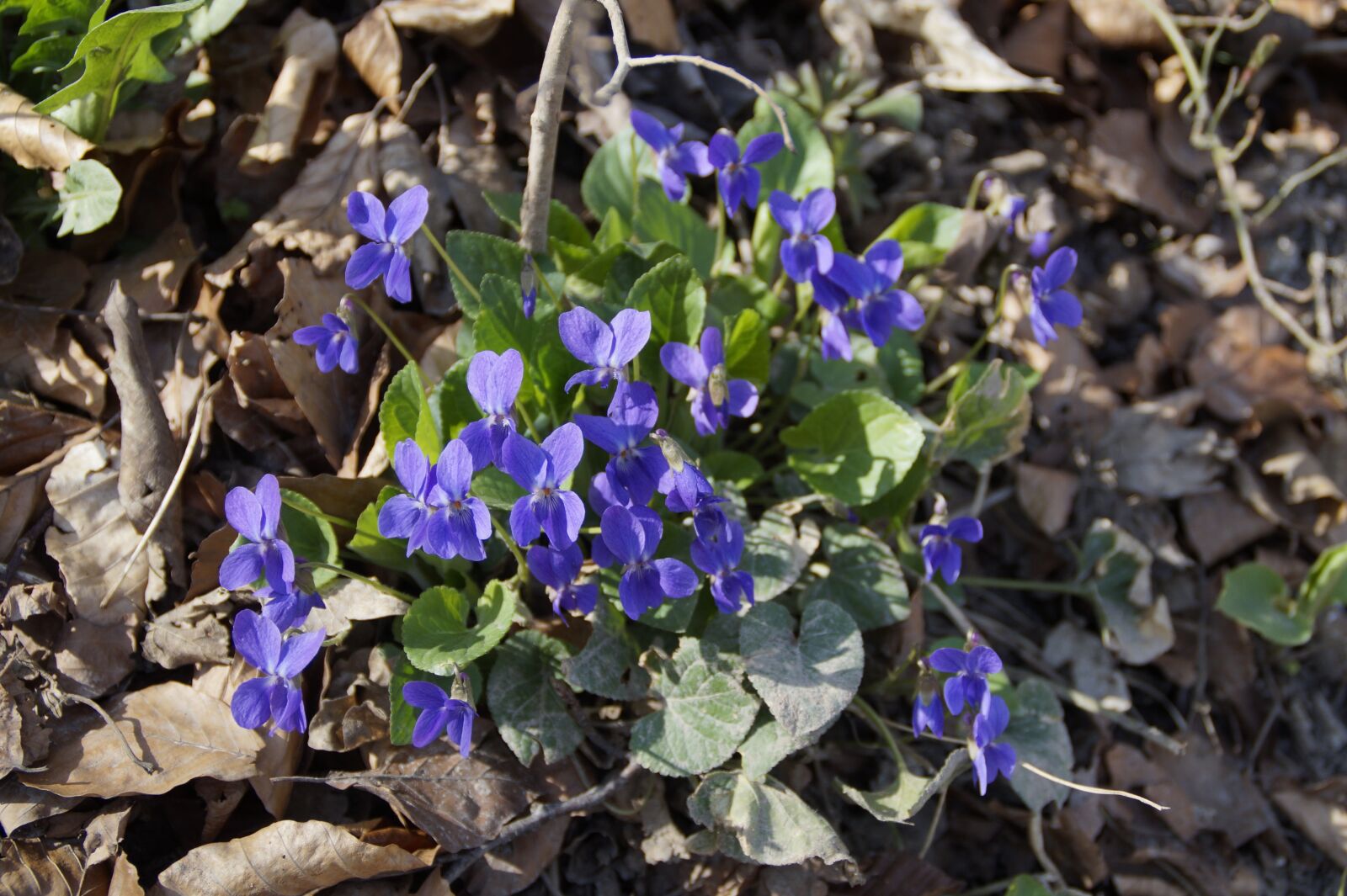 Sony SLT-A58 sample photo. Plant, nature, flower photography